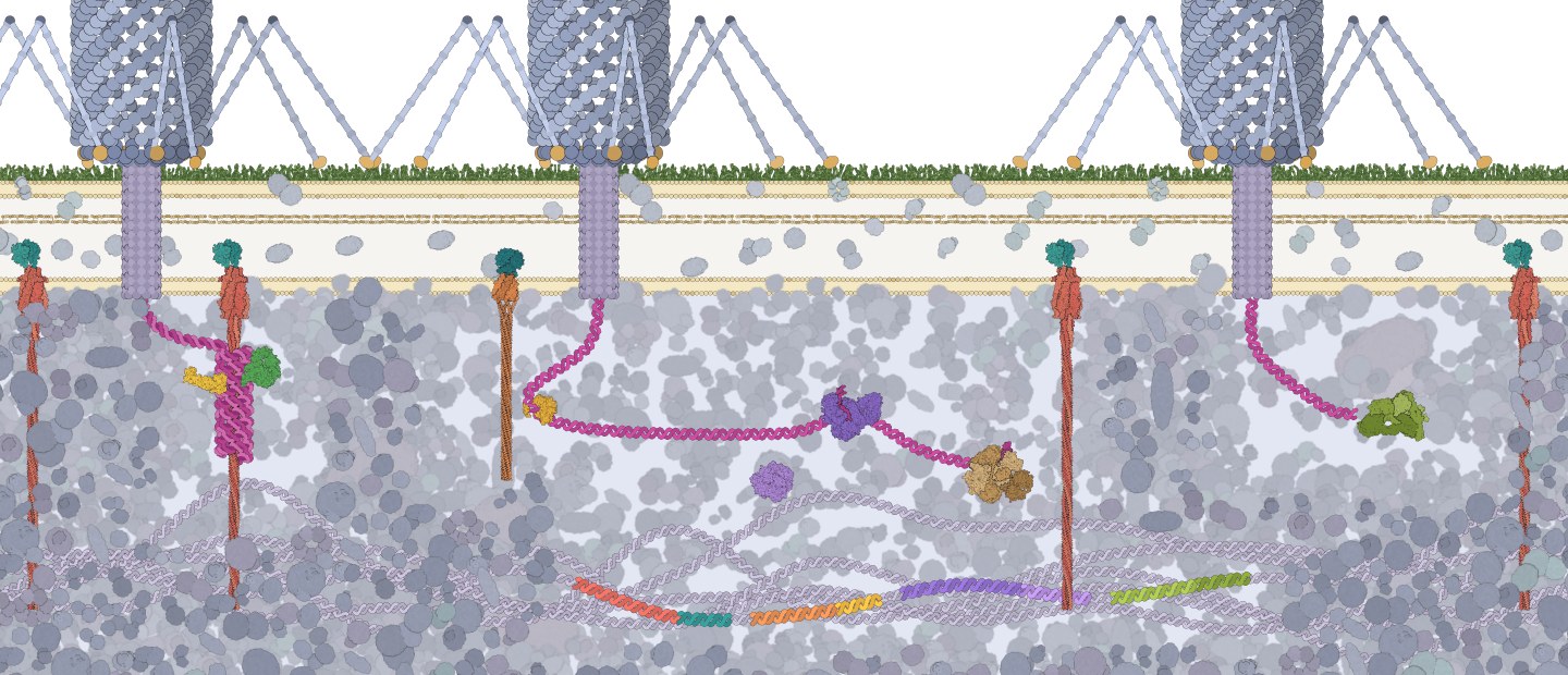 Goodsell-style illustration of an Escherichia coli cell under phage attack: Zorya I and Zorya II in the inner membrane, Druantia and RecBCD on incoming phage DNA, Lamassu at a phage DNA end, and the defence island on the chromosome.